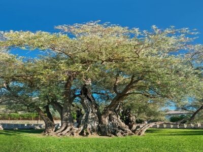 Old olive tree in Bar, Montenegro
