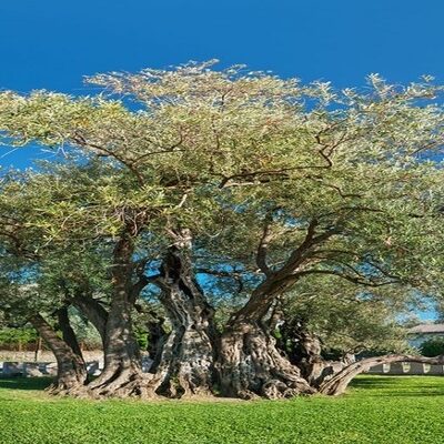 Old olive tree in Bar, Montenegro