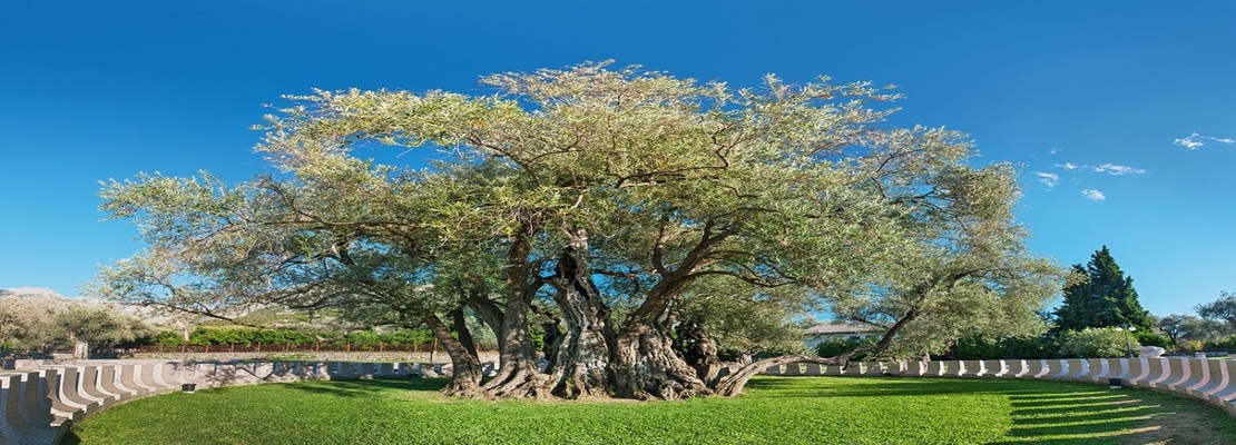 Old olive tree in Bar, Montenegro
